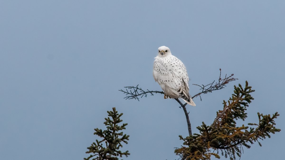 Go #BirdWatching this holiday season! Join the #ChristmasBirdCount and contribute to their conservation. 🕊️ Count #birds and report your sightings to @BirdsCanada until January 5: birdscanada.org/bird-science/c… 📷: Charles M. Francis