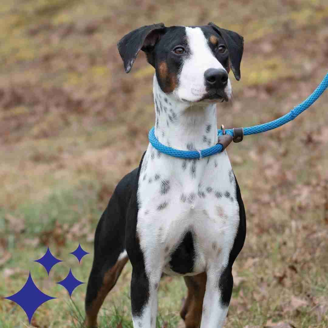 cthumane's tweet photo. At CHS it's about quality for the pets! When you buy a car @QualitySubaru through January 3, 2024, you have the option to donate money to the pets. Tell them the pets sent you to #sharethe love https://t.co/XsanVxCjfz
