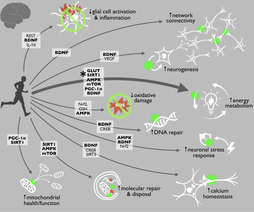 gorka_orive's tweet photo. El ejercicio aeróbico es posiblemente una de las mejores estrategias para inhibir la mayor parte de signos ligados al envejecimiento del cerebro. Se debe principalmente a que activa vías moleculares que reducen inflamación y estrés oxidativo y mejorar neurogénesis y conectividad https://t.co/Se7OliN4WK