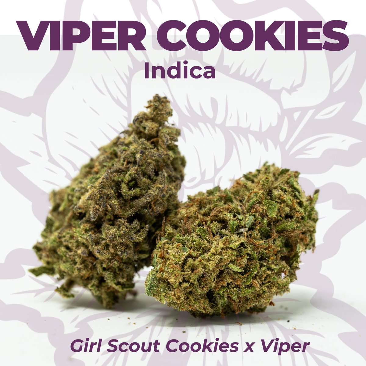 SnapdragonHemp's tweet image. 🐍🍪🔥 Fresh Dragons Cut flower for your Fire Friday toking pleasure!

#FreshFlower #FlowerDrop #Chattanooga #Restock