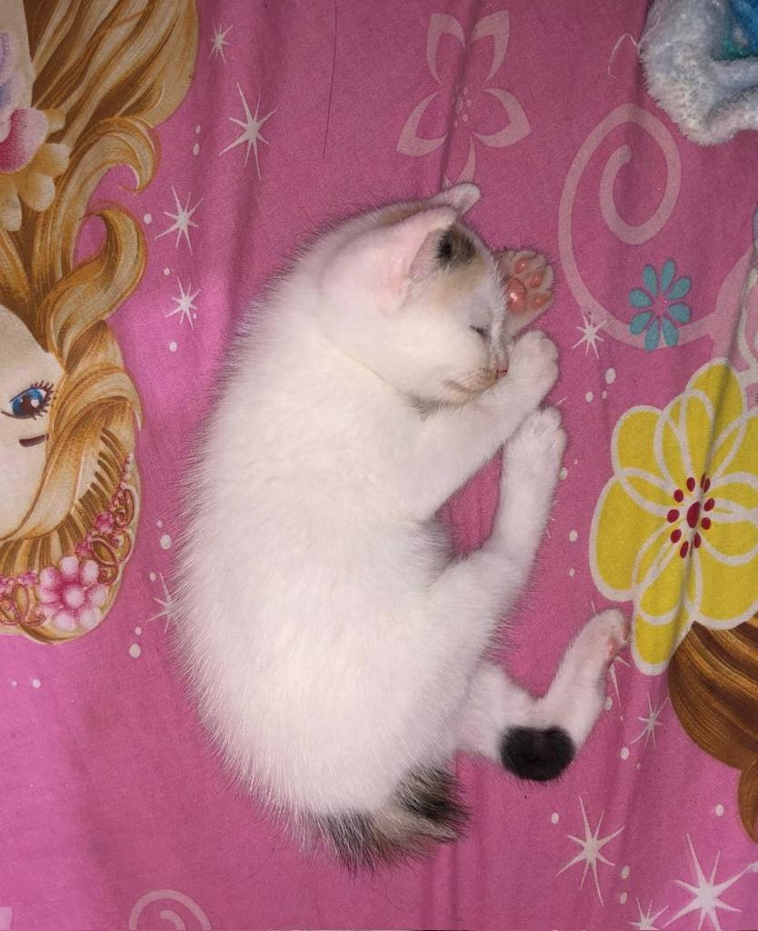 lysiaanas's tweet photo. UCIKUCIKUCIKUCIKUCIIIII😩🤏🏻🤏🏻🤏🏻🤏🏻
PAW NYA PINKK, PEN NYIUM PEYUTT NAAAA HUAA BAU CUCU NYAAA https://t.co/zHyrwXxTSc