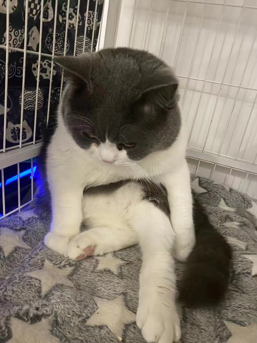 PetChain2's tweet photo. Some people are really lacking in propriety, really annoying😠😠😠
#cat #paw #catoftheday #lovecats #furry #fur #felidae #kitty #meowstagram #smalltomediumsizedcats https://t.co/jKApaVleMA