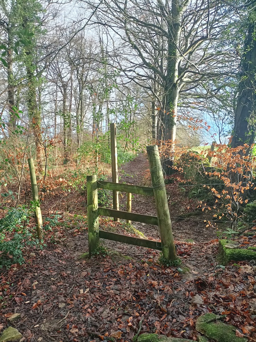 Late December sunshine in Hazel Wood, Nailsworth #cotswolds