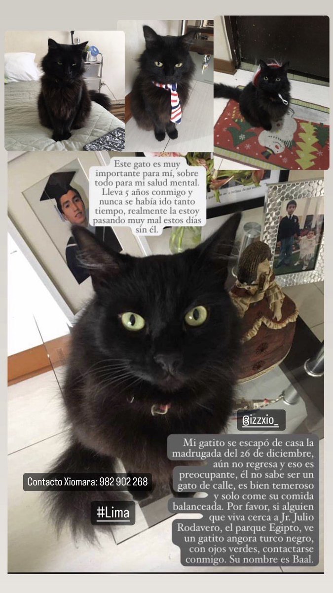 EmilyGz's tweet photo. El gato de mi primita se perdió en Lima uu Apoyen plox https://t.co/DDcGzhsFqx