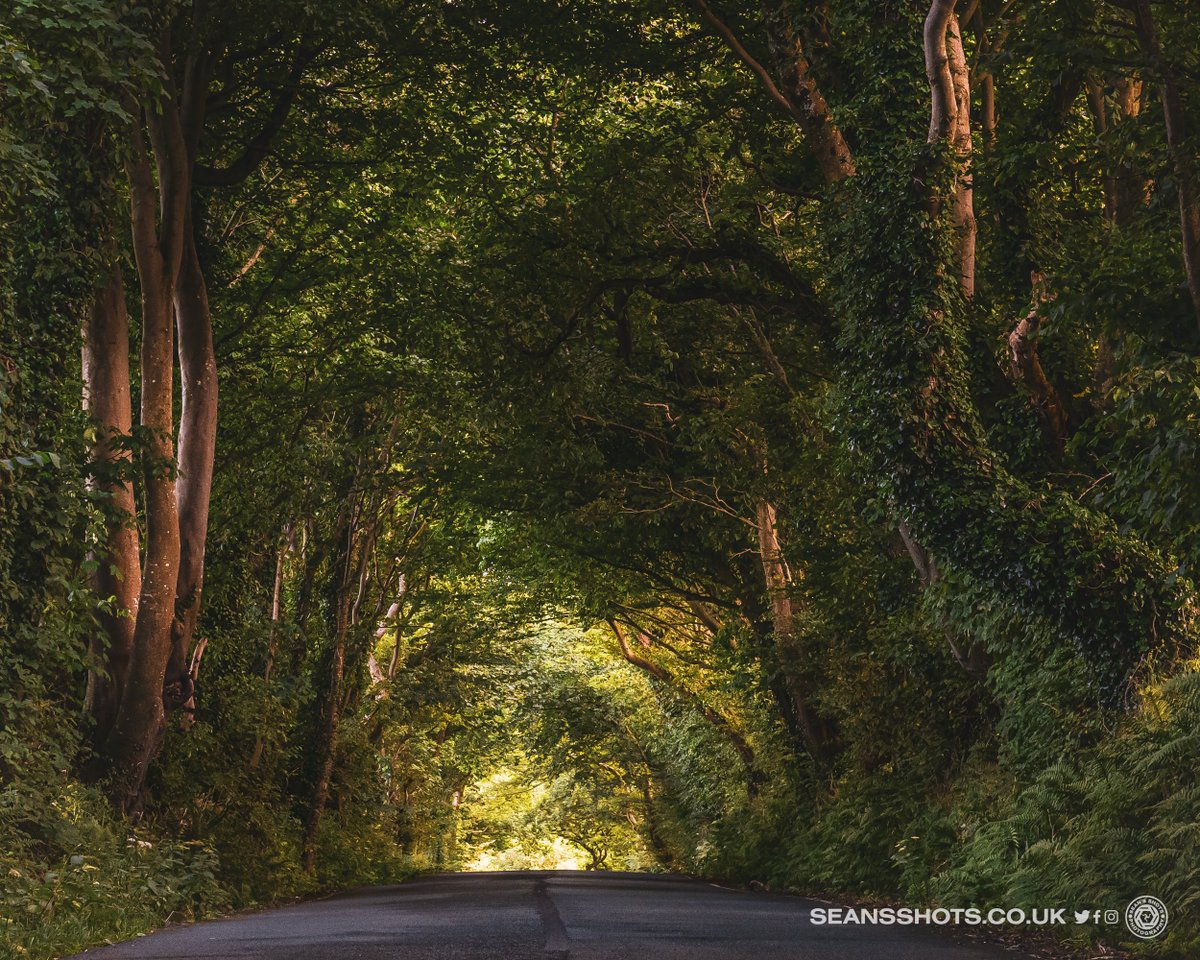 seansshots's tweet photo. 2023 countdown continues with July. Red Soldier Beetle makes a leap for it, tunnel of trees on Garth Road, the Manxman on its first day in port and fireworks celebrate its arrival. Which one is your fav? #myimages #favimages2023 #picsoftheyear2023 #iomstory #ThePhotoHour https://t.co/ckGTmjDijV
