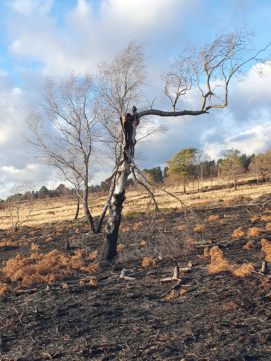 ZhepzyMudRunner's tweet image. Super beautiful today! New paths, new marks 
#TWC #TwittaWinterChallenge #SonicWinterSprinters