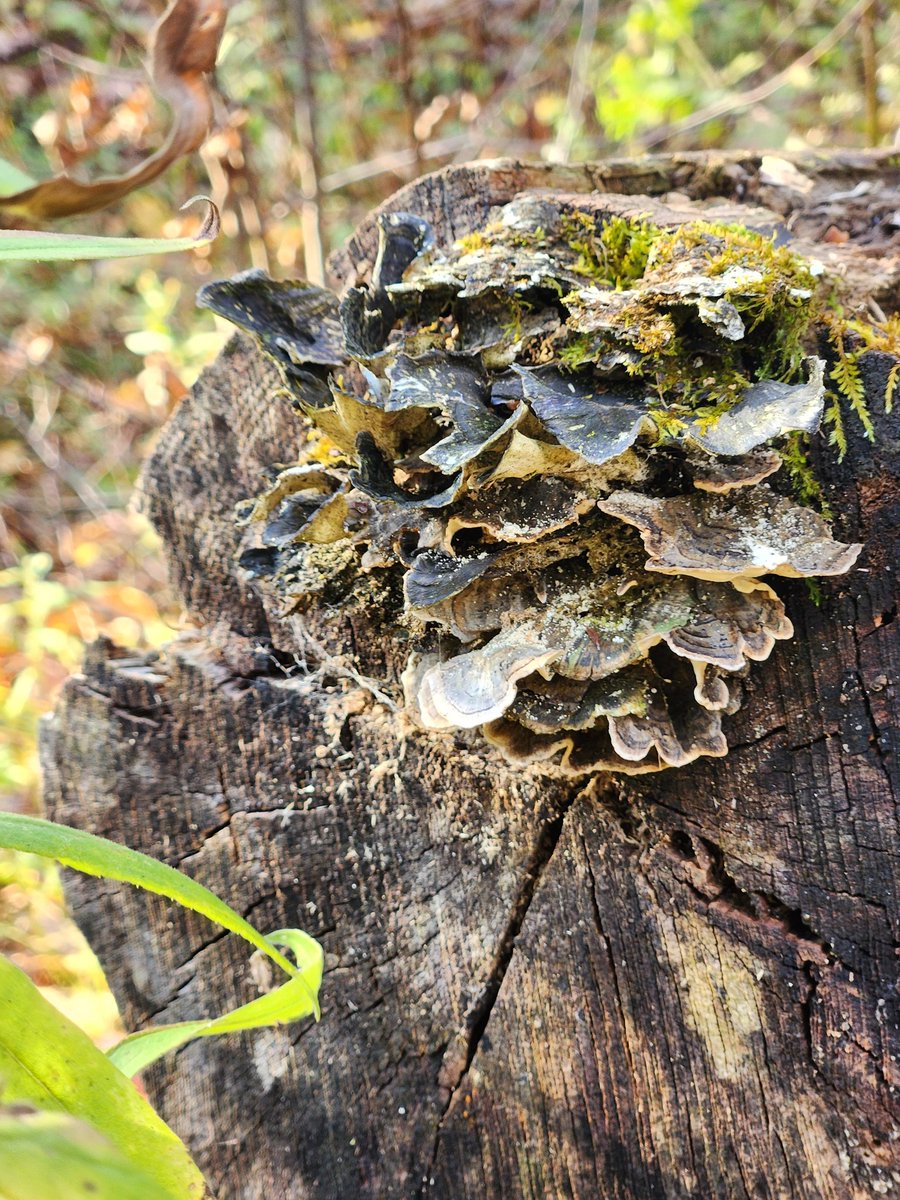QT with your favorite mushroom photo of 2023 #FungiFriday 

Great mushroom walk of October.