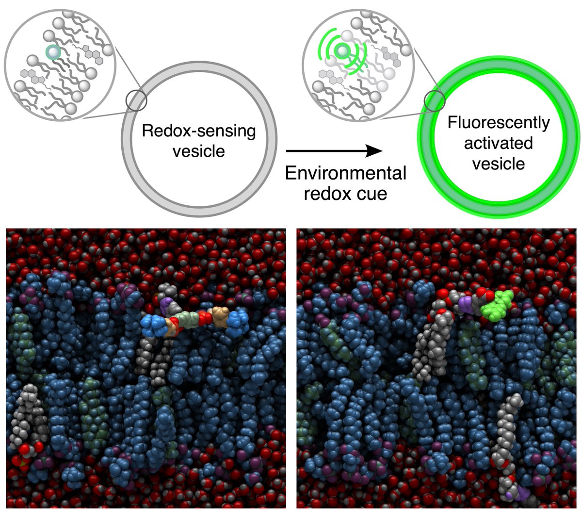 IzguLab's tweet photo. GUVs can use synthetic lipids to sense environmental redox species involved in cell signaling. Our collaborative work with @AlexSodt and Andrew Beaven is out https://t.co/aE5VxsWnFj
doi: 10.26434/chemrxiv-2023-p0nwc-v2 https://t.co/gEwLcOwnjO