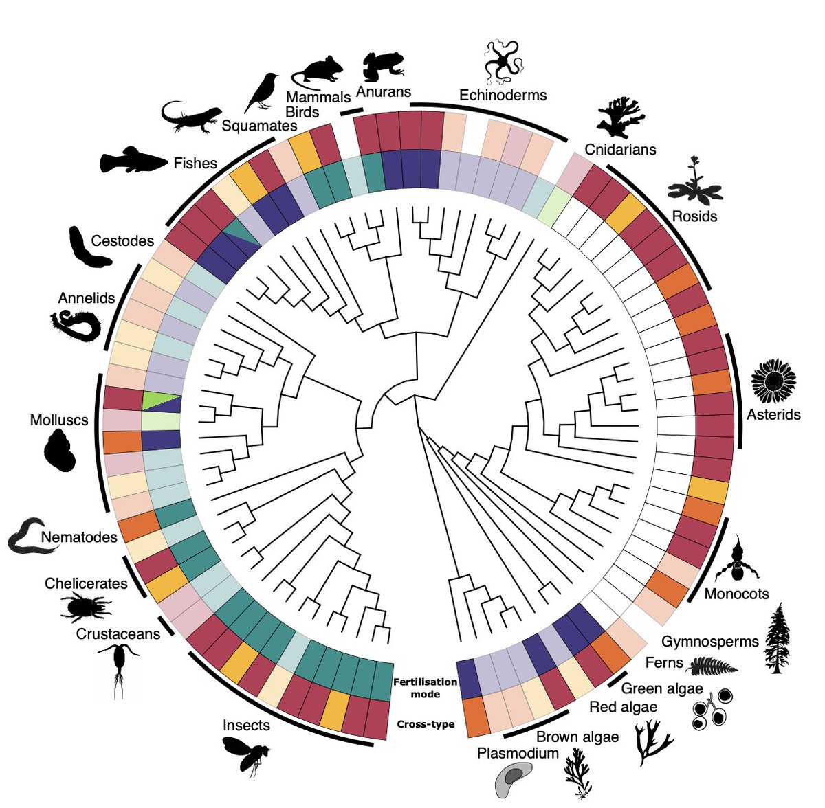 Dr Garlic Sky | @martingarlovsky.bsky.social (@martingarlovsky) on Twitter photo 