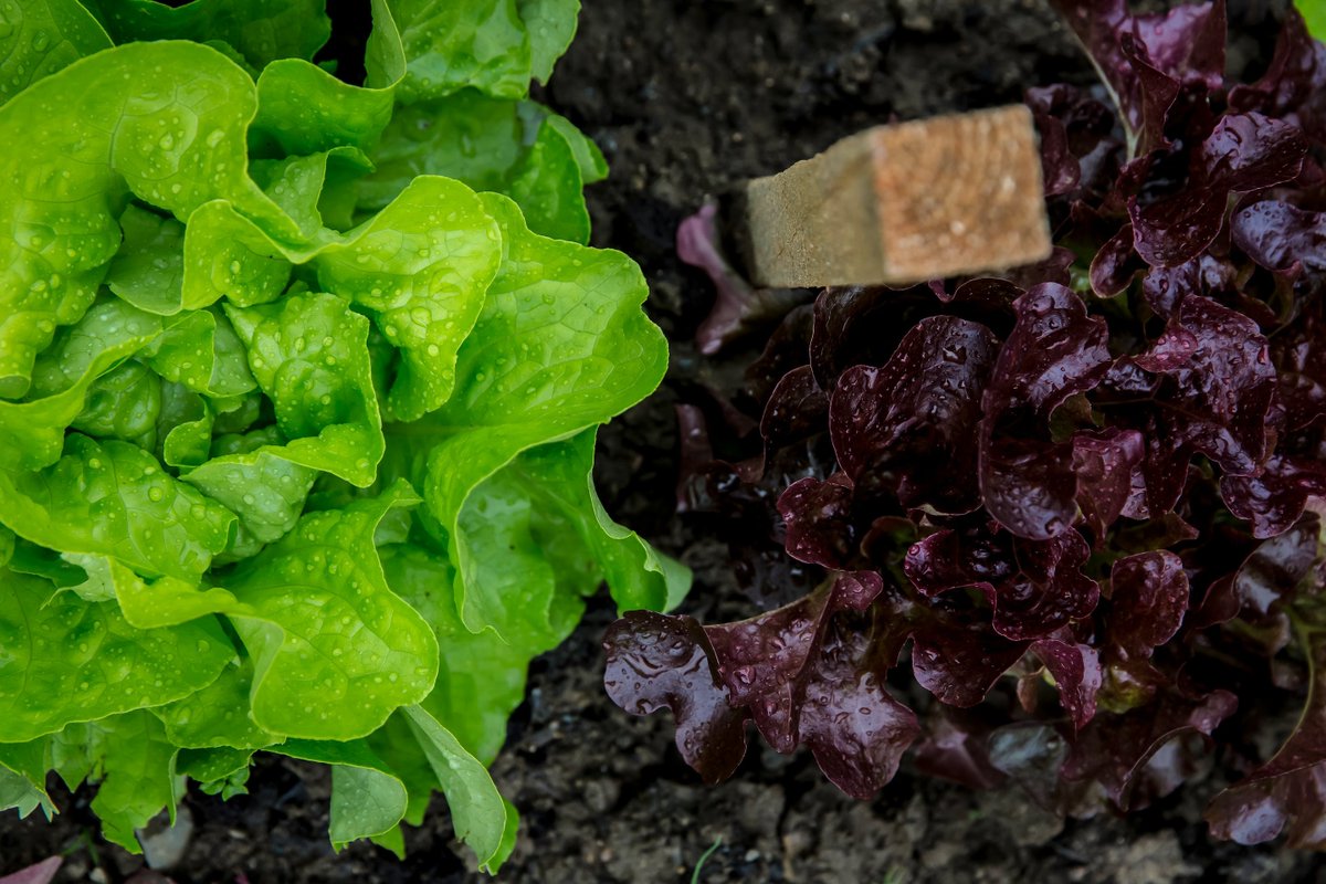 It is leafy green season! This time of year, many of the delicious and wholesome greens like lettuce and cabbage at the grocery store come from local farmers right here in the EAA. Be sure to look for the #FreshFromFlorida label the next time you pick up these delicious veggies.