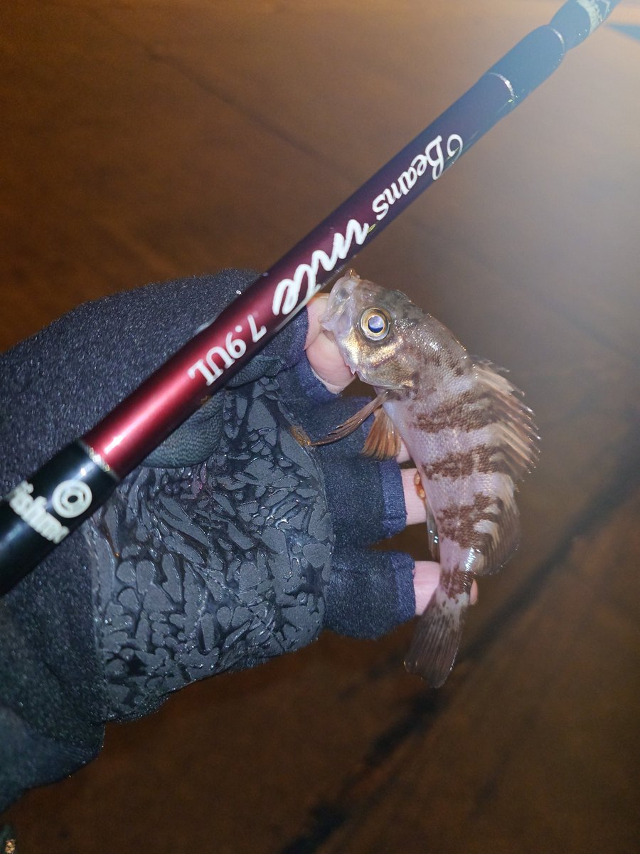 IHhNbZCpZK3BFif's tweet photo. 安定のロリメからのミニナメさん方々👍
インテだと��ちゃめちゃ面白い👍💯
#Fishman
#beamsInte https://t.co/zGegfqcOID