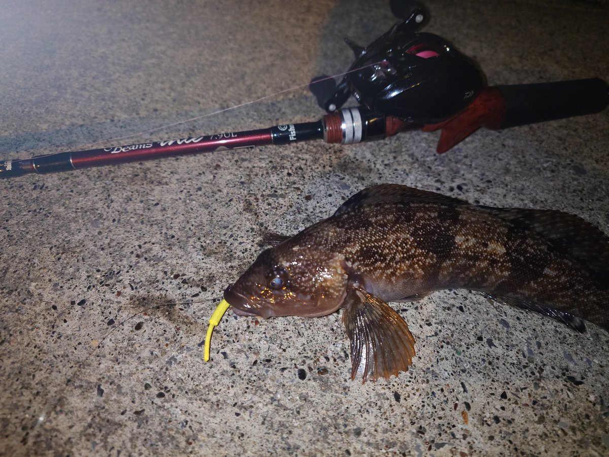IHhNbZCpZK3BFif's tweet photo. 安定のロリメからのミニナメさん方々👍
インテだと��ちゃめちゃ面白い👍💯
#Fishman
#beamsInte https://t.co/zGegfqcOID
