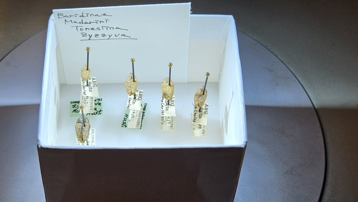 Bruno de Medeiros tweet media