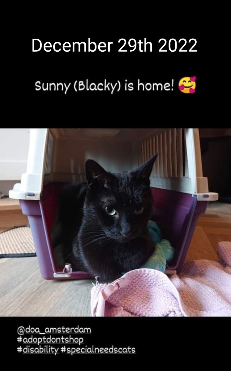 SakiYamaguchi's tweet photo. Happy gotcha day Sunny! 🥰
#AdoptDontShop
#squitten
#radialhypoplasia
#blackcat https://t.co/NpntMkQBkG