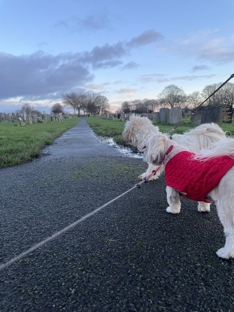 CalledBetty's tweet photo. Out on walkies with aunty @pippa48073744 - sheโs not impressed with the cold. She slept 23 hrs yesterday apparently! First stop today is #RakeLane cemetery - we used to live near here when I was a pup and came all the time. I still remember there was ๐ฟ๏ธ but none today โฆ https://t.co/8EUBXB6yf0