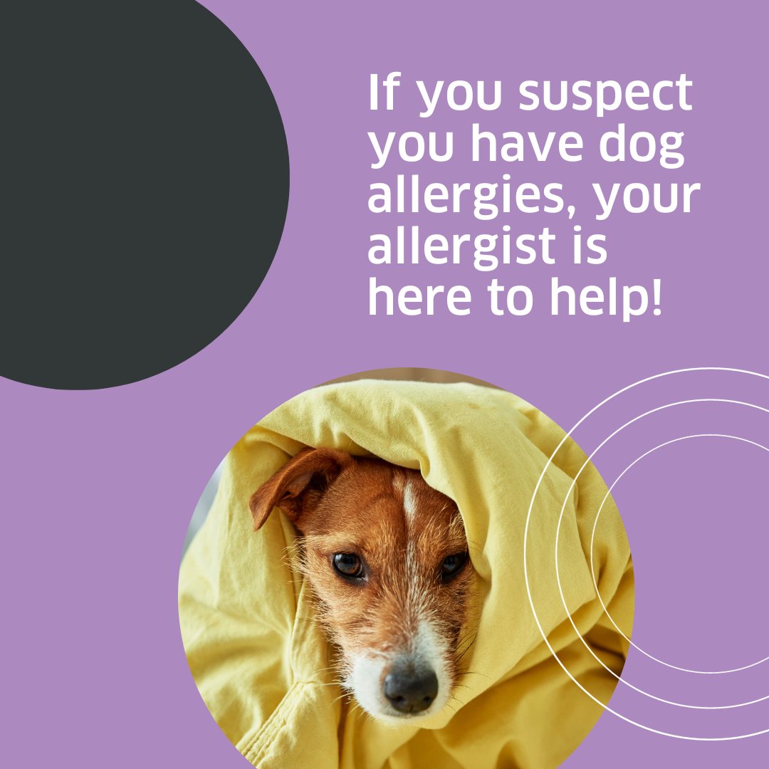 HSAllergy's tweet photo. If you suspect you have dog allergies, your allergist is here to help! Learn more about the available dog allergy treatments at our website: https://t.co/hB5Mdlbbpg

 #DogAllergies #IndoorAllergies https://t.co/Dvsfv3boVC