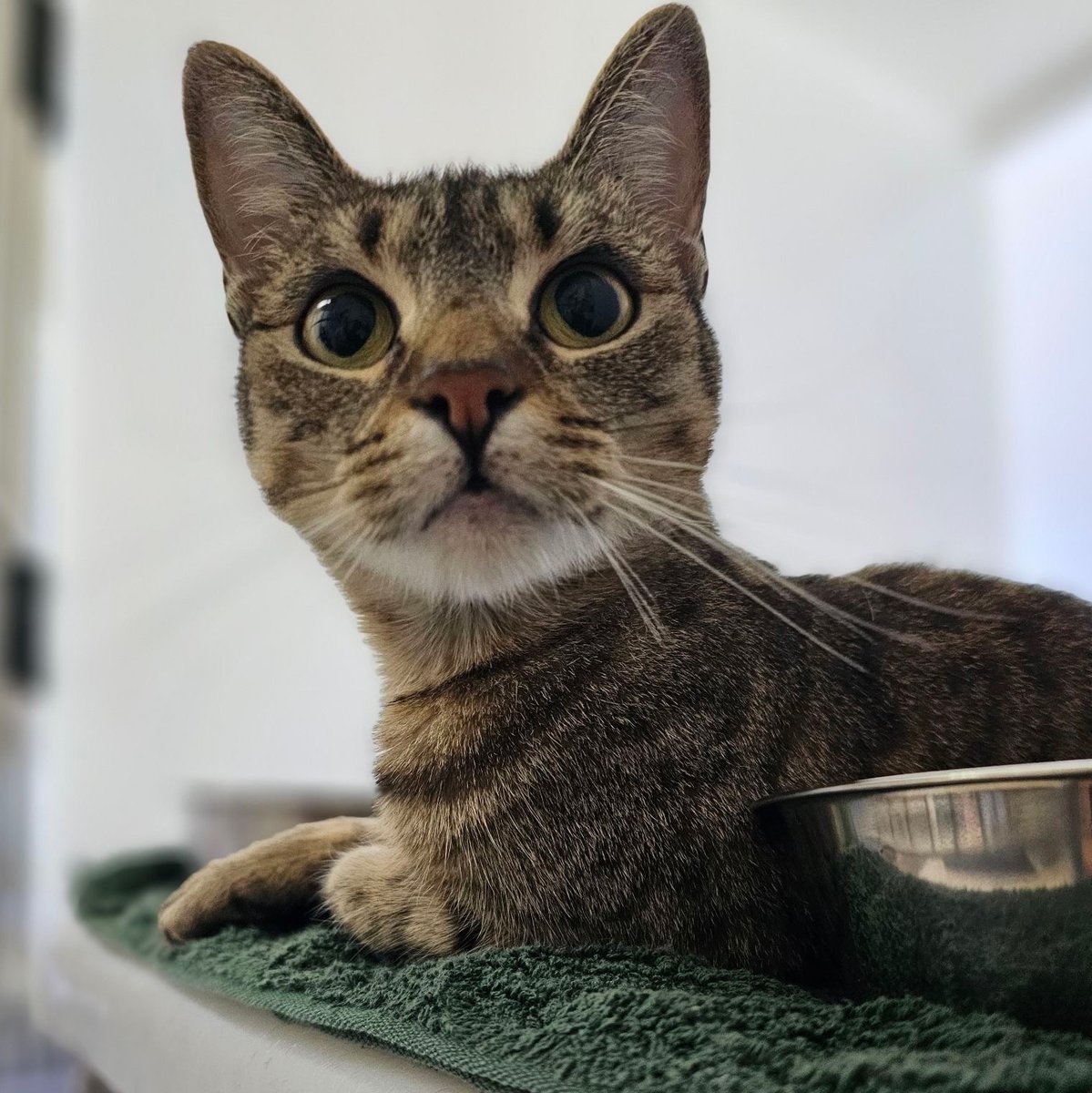 Beautiful cats of all ages are available for fostering and adoption at the RG CARES Animal Shelter. To inquire about finding the right cat for you, please call 845-414-9700 to schedule an appointment!