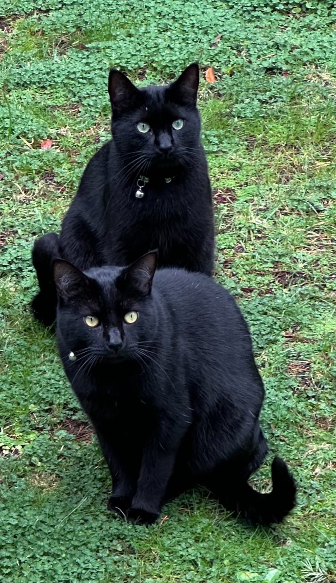 Hi daddy!  We be looking at you with the love in our hearts! ♥️🐈‍⬛🐾🐈‍⬛♥️ #CatsOfTwitter #Cats #Hedgewatch