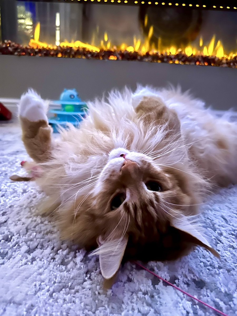 Gizmo roasting by a…don’t worry he’s not being roasted! The fire is for display purposes so he’s safe! 😹😹🦁🦁 #jellybellyfriday #teamfloof #CatsOfTwitter