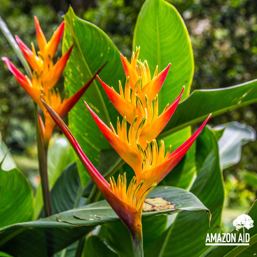 May 2024 bring powerful collaborations and change-making alliances to support the health of the Amazon rainforest. 

Join us in being part of that change!

We are stronger TOGETHER.