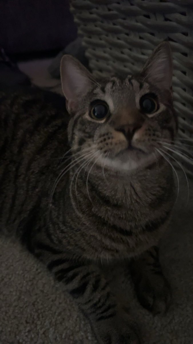 lellabies's tweet photo. he’s a big boy now https://t.co/F2y0SwnRaE