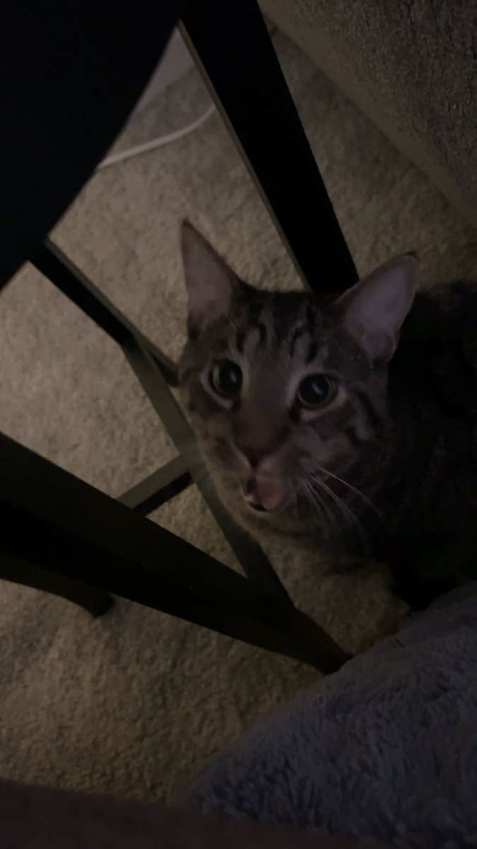 lellabies's tweet photo. he’s a big boy now https://t.co/F2y0SwnRaE