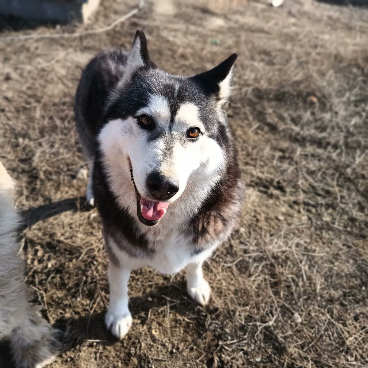 SavaSafeHaven's tweet photo. 💜🆘🫶Urgent home for Emma 🫶🆘💜

💟Emma is looking for a home, currently in Romania but can travel to UK and Germany💟 
♀ Sex: Female ;
🐶 Size: Large, mix of Husky/ Alaska Malamute;
↔ Weight: 35 kg, heavy , massive dog;
↕ Height: 50cm ;
🆗 with cats;
🆗 with other dogs;
🩻About 4 years old;
🛡Character: Friendly, medium-active, easy to train;
🔺 Video available if request;
💉 Healthy, fully vaccinated, spayed. 
Available to travel  ✈️
🩺 Health certificate & Brucella and 4dx analysis done prior adoption 🩸
📋 Adoption procedures includes Contract & Full RBU.
Contact us for more details:
📲
🇬🇧 adoptions@savasafehaven.com
🇩🇪 ssh.germanfriends@gmx.de