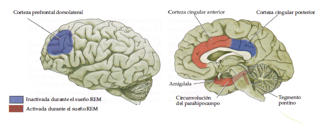Buenas tardes:

Lo que ven aquí son las áreas que se activan e inactivan en la fase en la que mientras dormimos soñamos: aumenta en la amígdala, parahipocampo y corteza cingular anterior, y disminuye en corteza prefrontal dorsolateral y cingular posterior 1🧵2