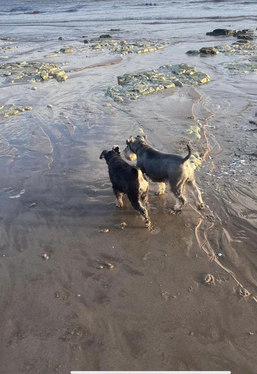 Lovely walk on the beach with Max and Toby this afternoon