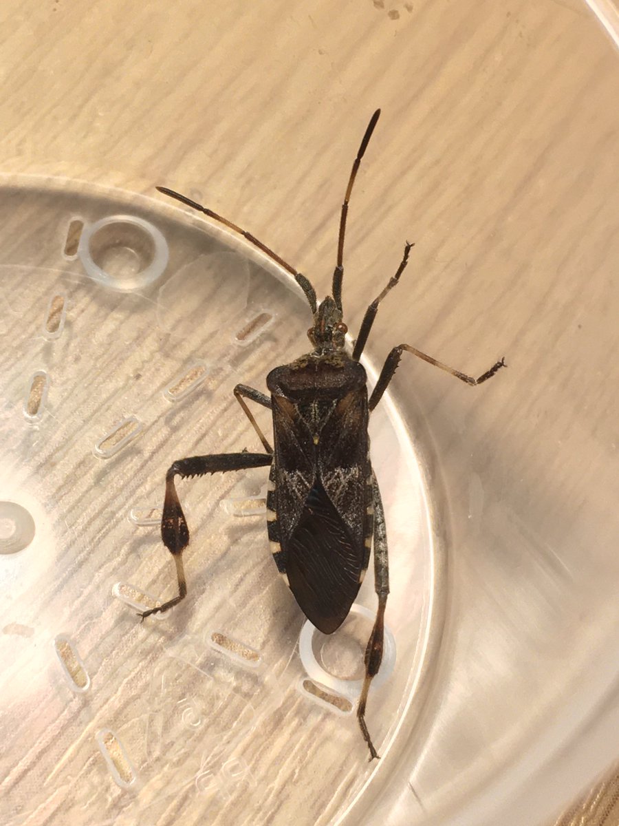 Franky Rogers tweet media