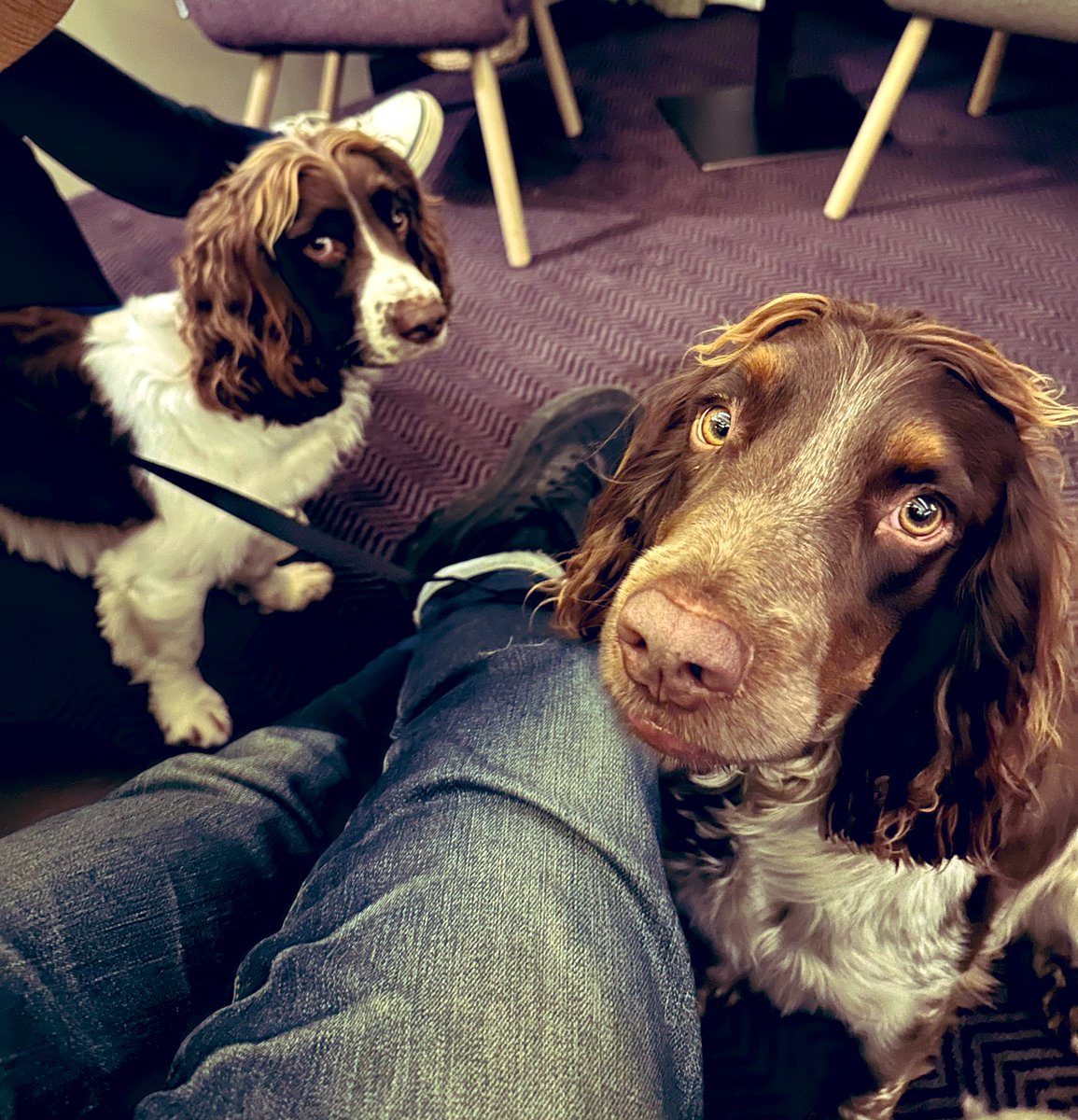 iain_w_anderson's tweet image. One for the road - well for bedtime really ❤️🐾🐾 #Joe #Jarvis #JoeJarvis