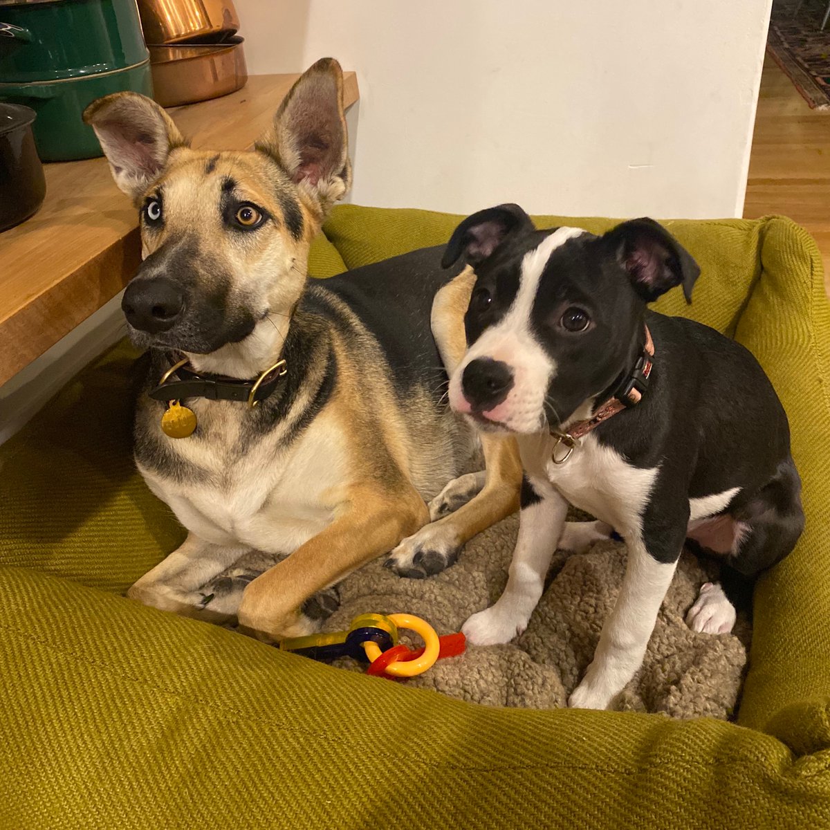 Mark Duplass tweet media