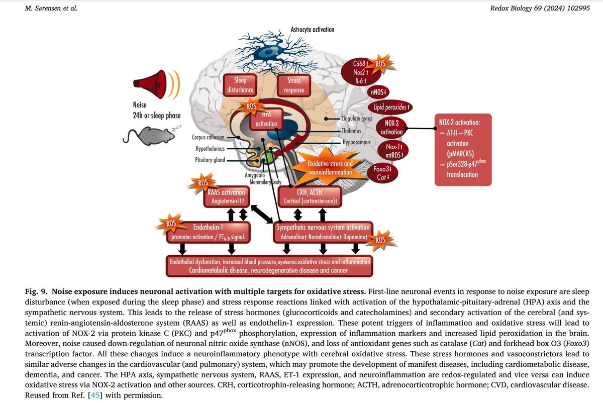 🆕 Very comprehensive review on the #health effects of #noise. 
Oxidative stress and inflammation downstream of stress hormone signaling are identified as major disease-relevant pathomechanistic drivers.
sciencedirect.com/science/articl…

Noise in the brain. 1/3
👇