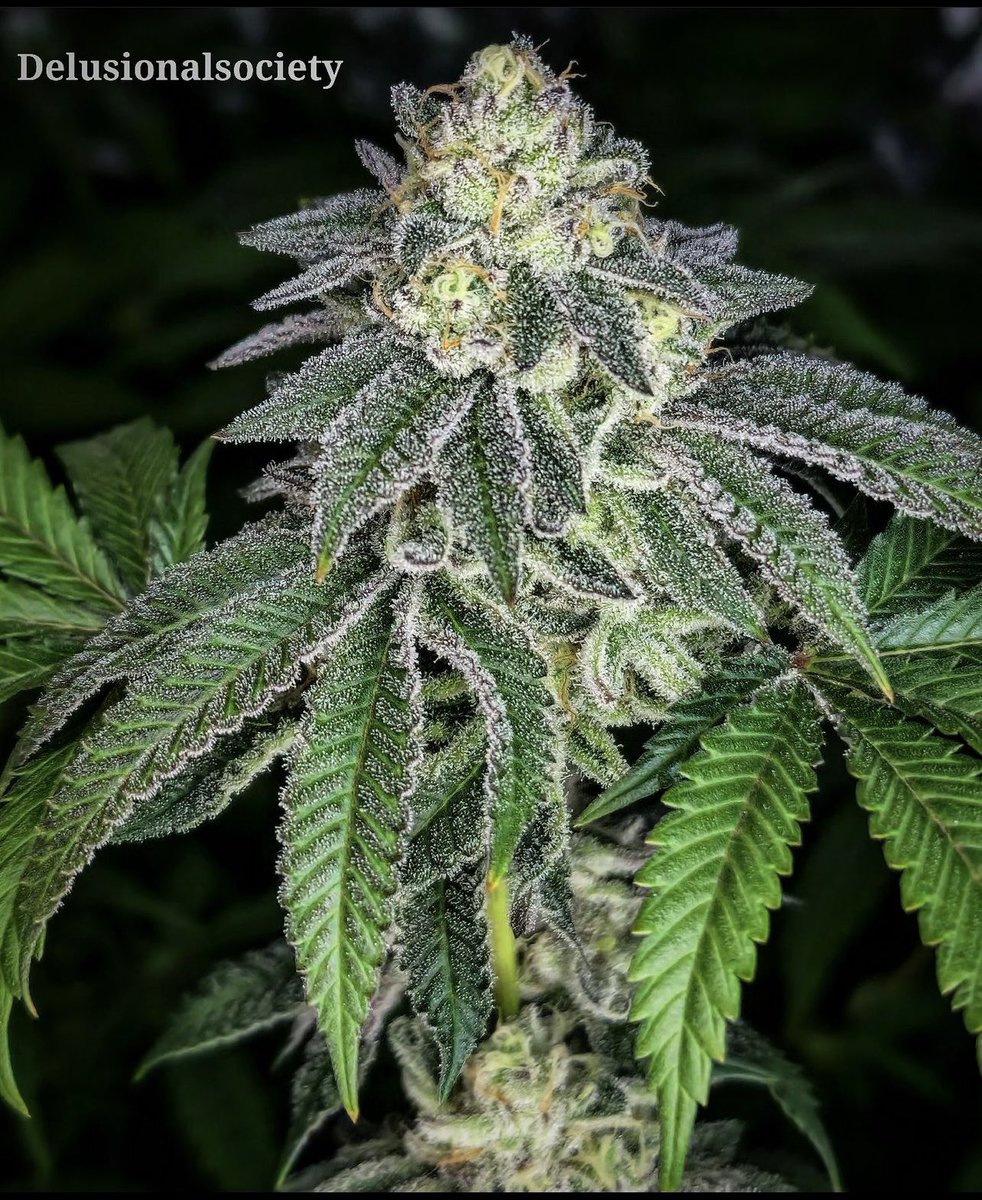 Introducing C A T E G O R Y 5 

(Spritzer x Hellcat 15) 

Think grape fizzy sweet tarts with a sharp twist of fuel on the exhale.  Large yields (70-90g/sqft), incredible flavor/bag appeal. A truly unique smoke here that commercial and home growers will embrace. Enjoy 😈