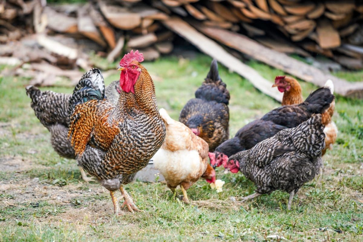Keeping chickens at home can be a rewarding experience, offering a variety of benefits, including fresh eggs, pest control, and fertilizer.

Read more ➡️ greenerideal.com/guides/the-egg…

#backyardchickens #chickens #eggs #fertilizer #organicfarming