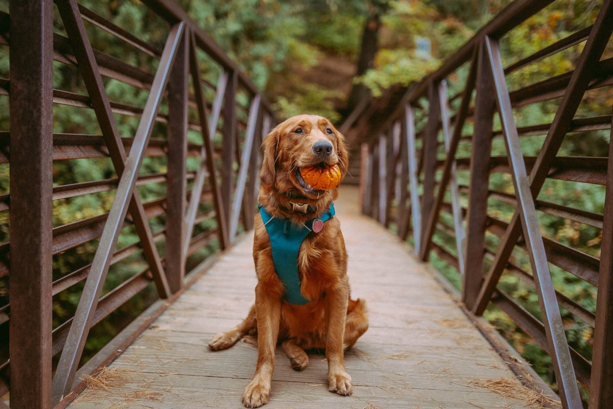 Where Tail Wags Meet Trendy Tags – Welcome to DoggyStuffAndThings!

#dogharness #dogsofinstagram #dog #dogs #dogcollar #dogaccessories #doglovers #puppy #dogstagram #dogleash #harness #dogoftheday #dogclothes #doglife #dogcollars #dogharnesses #instadog #doglover #dogtoys