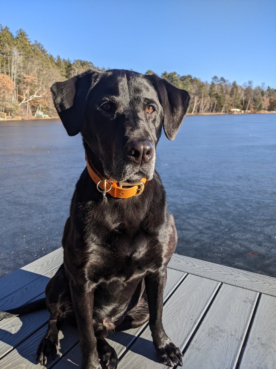 logcabinlove's tweet photo. Loving this late December sunshine ☀️🐾 https://t.co/56p7uqIAlj
