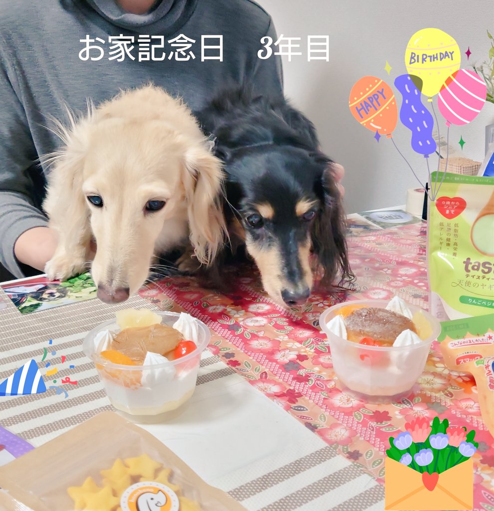 マリー＆チョコ＆メリー🐶🐶🐶　保護犬三姉妹 tweet media