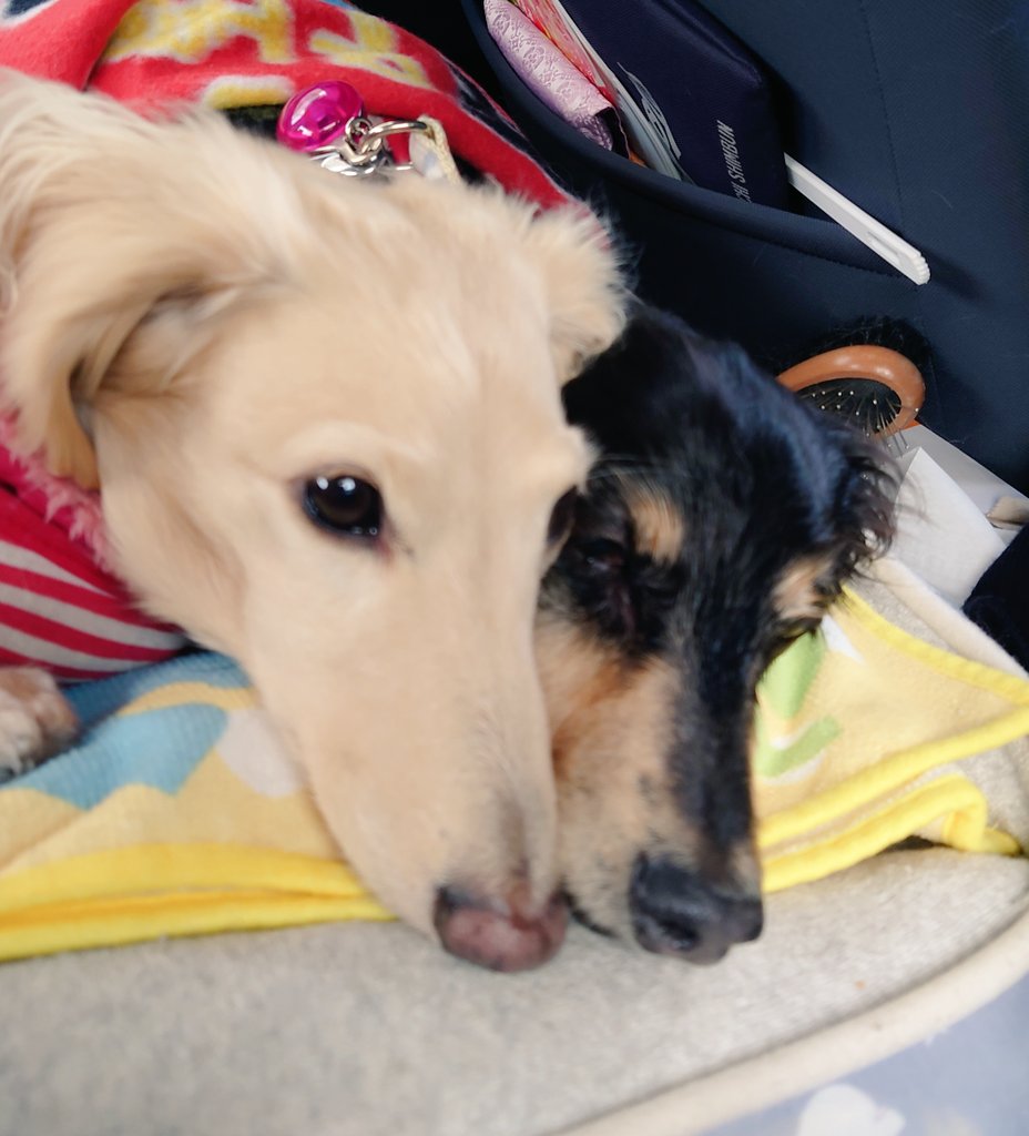 マリー＆チョコ＆メリー🐶🐶🐶　保護犬三姉妹 tweet media
