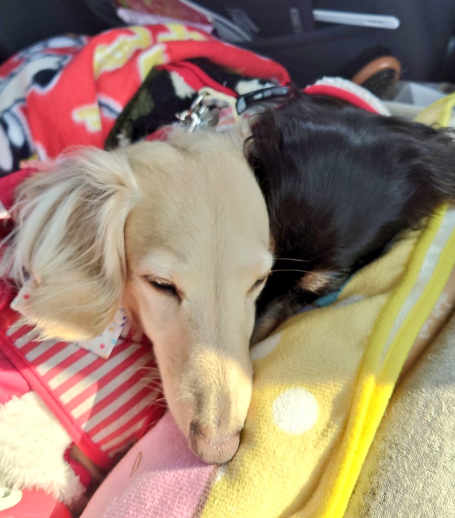 マリー＆チョコ＆メリー🐶🐶🐶　保護犬三姉妹 tweet media