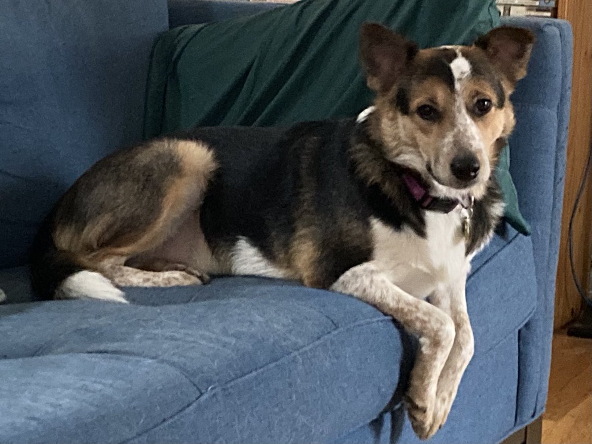 Lisa Peet tweet media