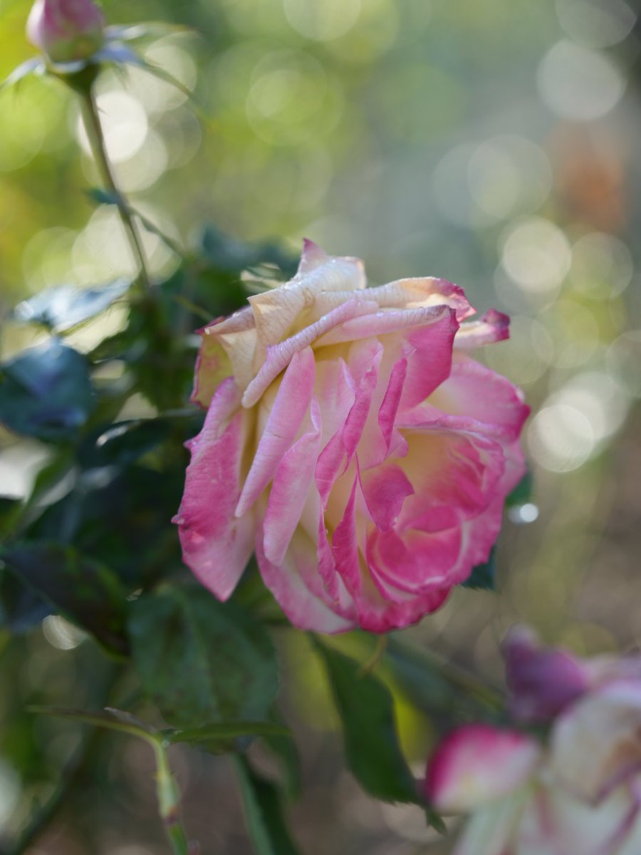 おはようございます！+4092

Good Morning my friends！ 
 
『#ダブルデライト』  #DoubleDelight

今日も薔薇をお届け♪ (2023.12.27撮影) 

本来は赤とクリームの二重の花弁♪
命名は、二重の美しさから派生。

USA Smith＆Ellis 1977年作出
#ばら公園いこいの広場 にて