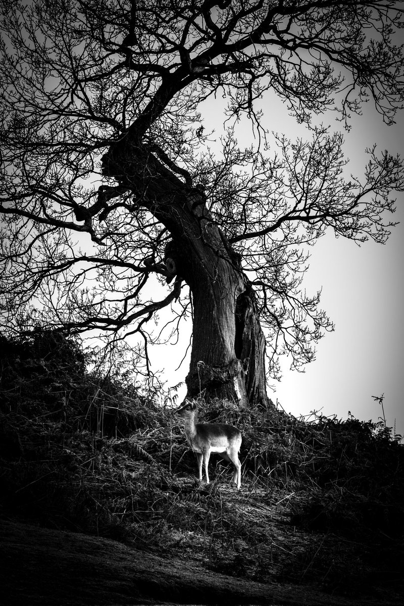 stevestufff's tweet photo. The lonely deer.
Bradgate Park, Leicestershire, UK
#wildlifephotography #deer #photography #photooftheday https://t.co/YZKr7AUa2Y