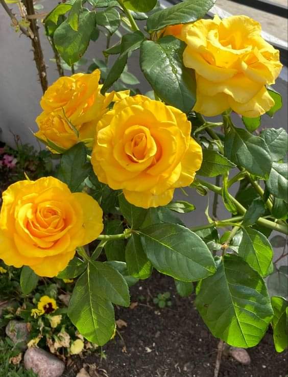 MirandaBety8's tweet photo. #nature #Flowers #NaturePhotography #NatureBeautiful #naturelovers 💚 https://t.co/cUAmxRfYy2
