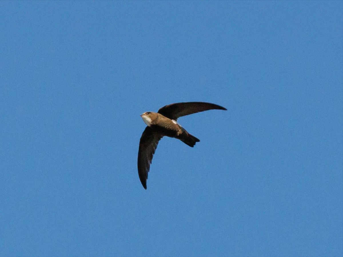 BEACHYBIRDER's tweet photo. A retrospective of the 2023 highlights from Beachy Head and Eastbourne town. (Little Swift pic @AdamHuttly ) https://t.co/GJqMrXe2el https://t.co/OYTcjXutP3