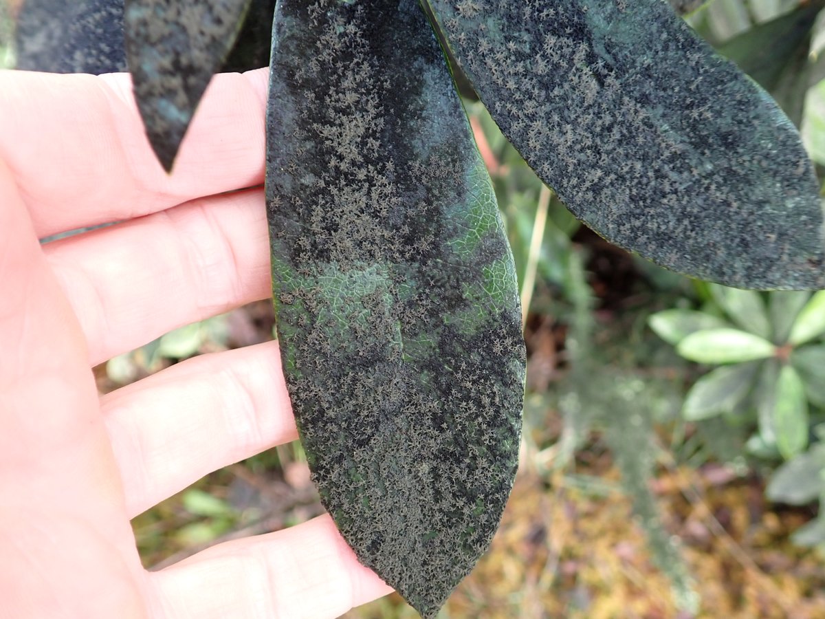 Is this sooty mould fungus? growing on rhododendron ponticum - conamara thuaidh @Groundwork9 @RhodoRangers @RewildingIre