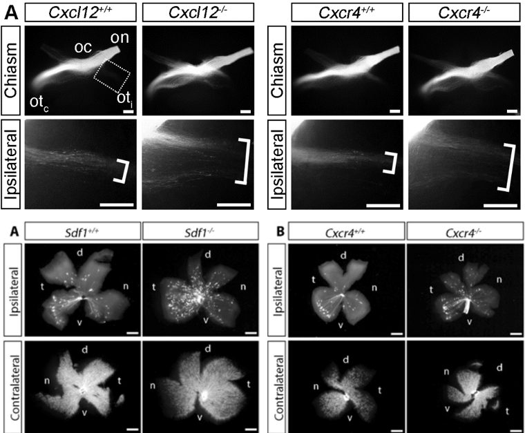 Viet Hang Le tweet media