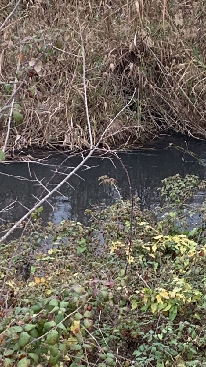 privatiusfundac's tweet photo. #riosegura a su paso por el puente #paraje de #alguazas totalmente negra. @MeteOrihuela #seprona
@MolinaPolicia @AlguazasPolicia
@chsriosegura #MolinadeSegura https://t.co/qdq7nCV9tJ