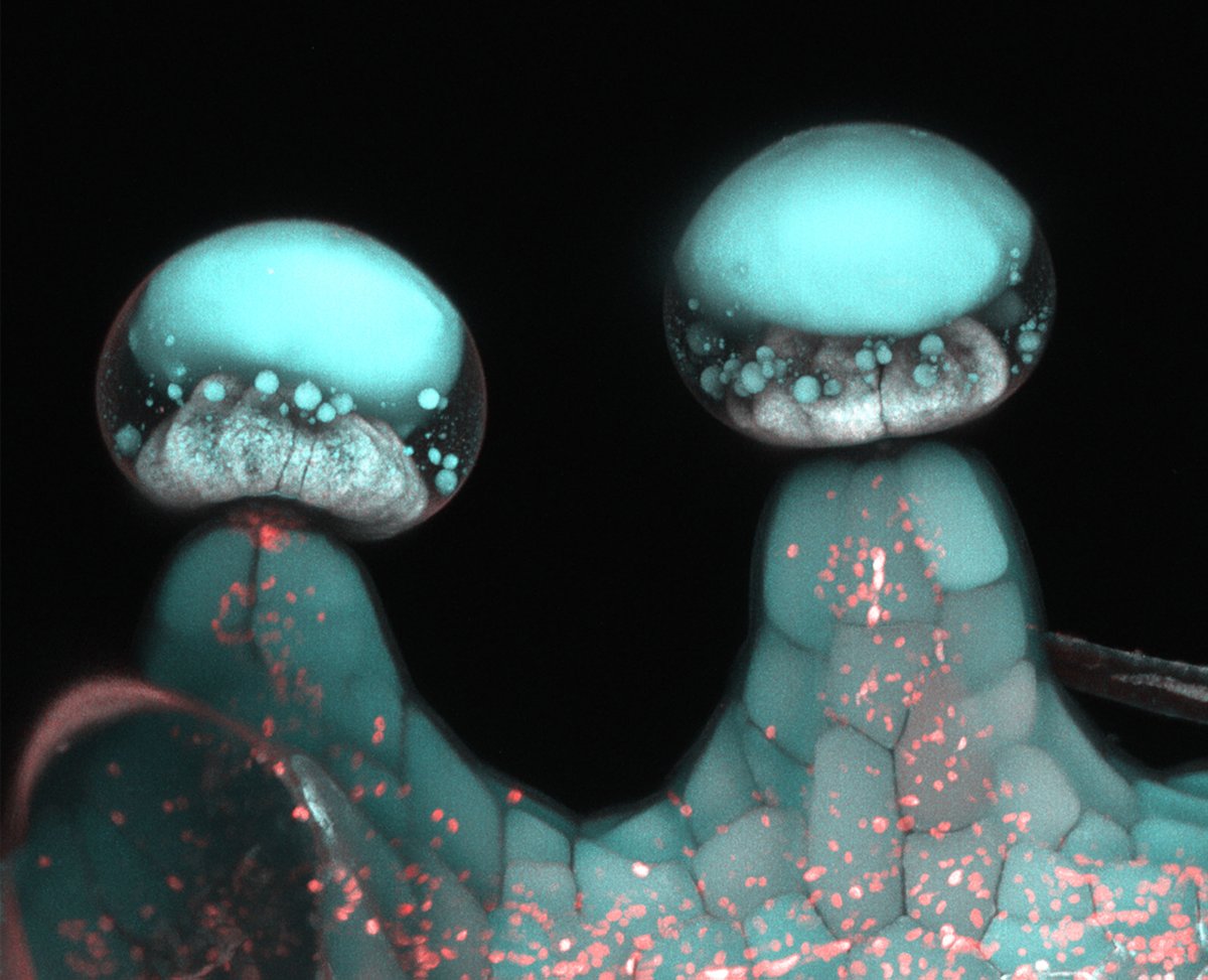 RobbinsGroupLLC's tweet photo. "Terpenes, produced in the nearly microscopic glandular trichomes of the flowers of the plant, are the aromatic flavor molecules that help give cannabis its sometimes pungent fragrance—especially during the latter stages of flowering."

Learn more at @HigherLvtm. https://t.co/Pp72ceJSQi