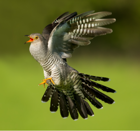 Cuckoos are a diverse group of birds with fascinating behaviors. The male common cuckoo is known for its distinctive call, which is associated with the arrival of spring in European cultures. They lay eggs in the nests of other bird.
#cuckooxgv10
